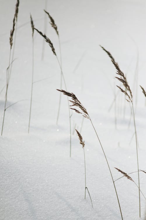 Foto stok gratis alam, musim dingin, rumput