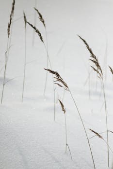 Elegant tall grass blades in fresh snow, depicting serene winter nature.