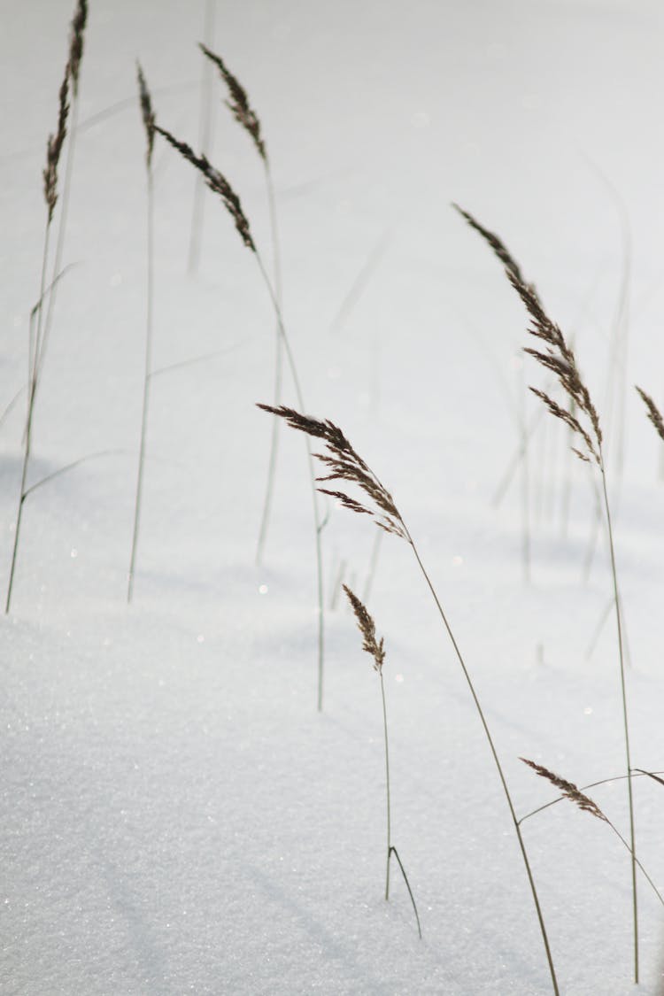 Blades Of Grass In Snow