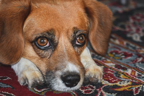 Close-Up Shot of a Beagle Lying on the Floor