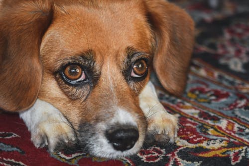 Foto d'estoc gratuïta de adorable, animal, Beagle