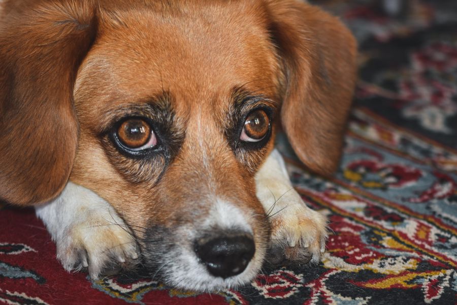 Adult beagle resting calmly indoors healthy