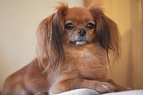 Free Close-up of a Russian Toy dog with long ears lying comfortably indoors. Stock Photo