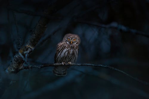 Free Owl Perched on Tree Branch Stock Photo