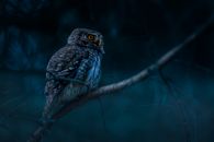 Close-up Shot of an Owl Perched on a Tree Branch