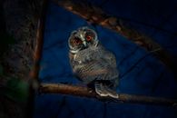 Owl Perched on Brown Tree Branch