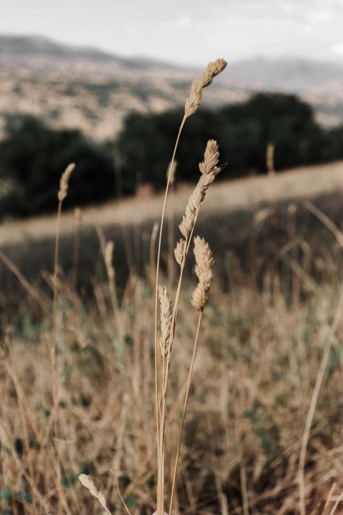 Free Close-up of wheat stalks in a summer field with a blurred background. Stock Photo