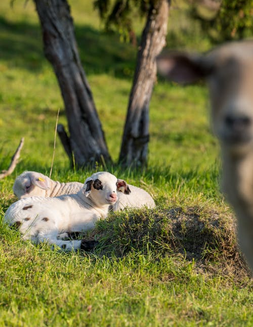 Two Sheep Lying on a Grassy Field