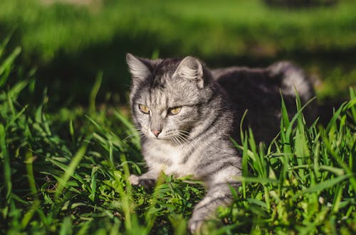 무료 푸른 잔디밭에 누워있는 은색 줄무늬 고양이의 초점 초점 사진 스톡 사진