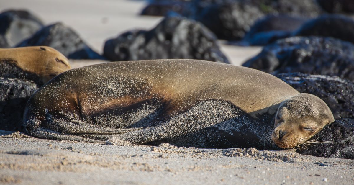 Galápagos : Guide Voyage Complet 2026