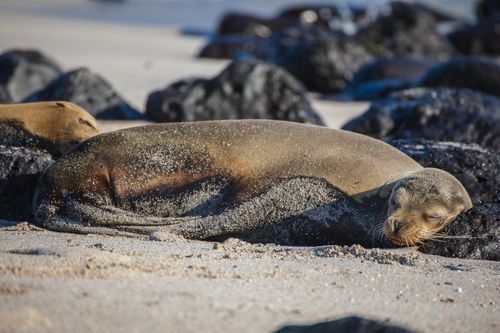 Free A Galapagos sea lion peacefully resting on a sandy beach in the Galapagos Islands. Stock Photo