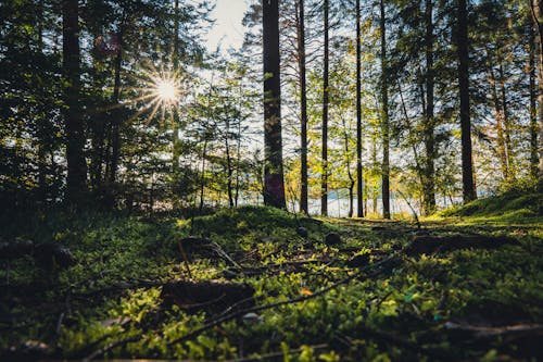 日光, 木, 森の中の無料の写真素材