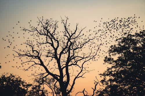 나무, 무리 지어 가는 새, 새벽의 무료 스톡 사진