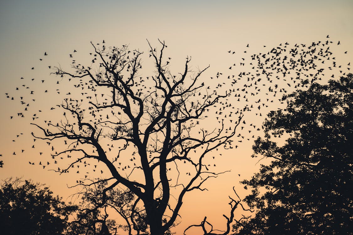 Foto profissional grátis de alvorecer, árvores, bando de pássaros