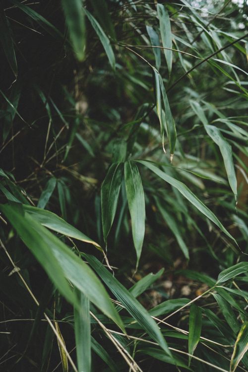 Free Close-up of vibrant green bamboo leaves in a natural outdoor setting, displaying lush foliage. Stock Photo