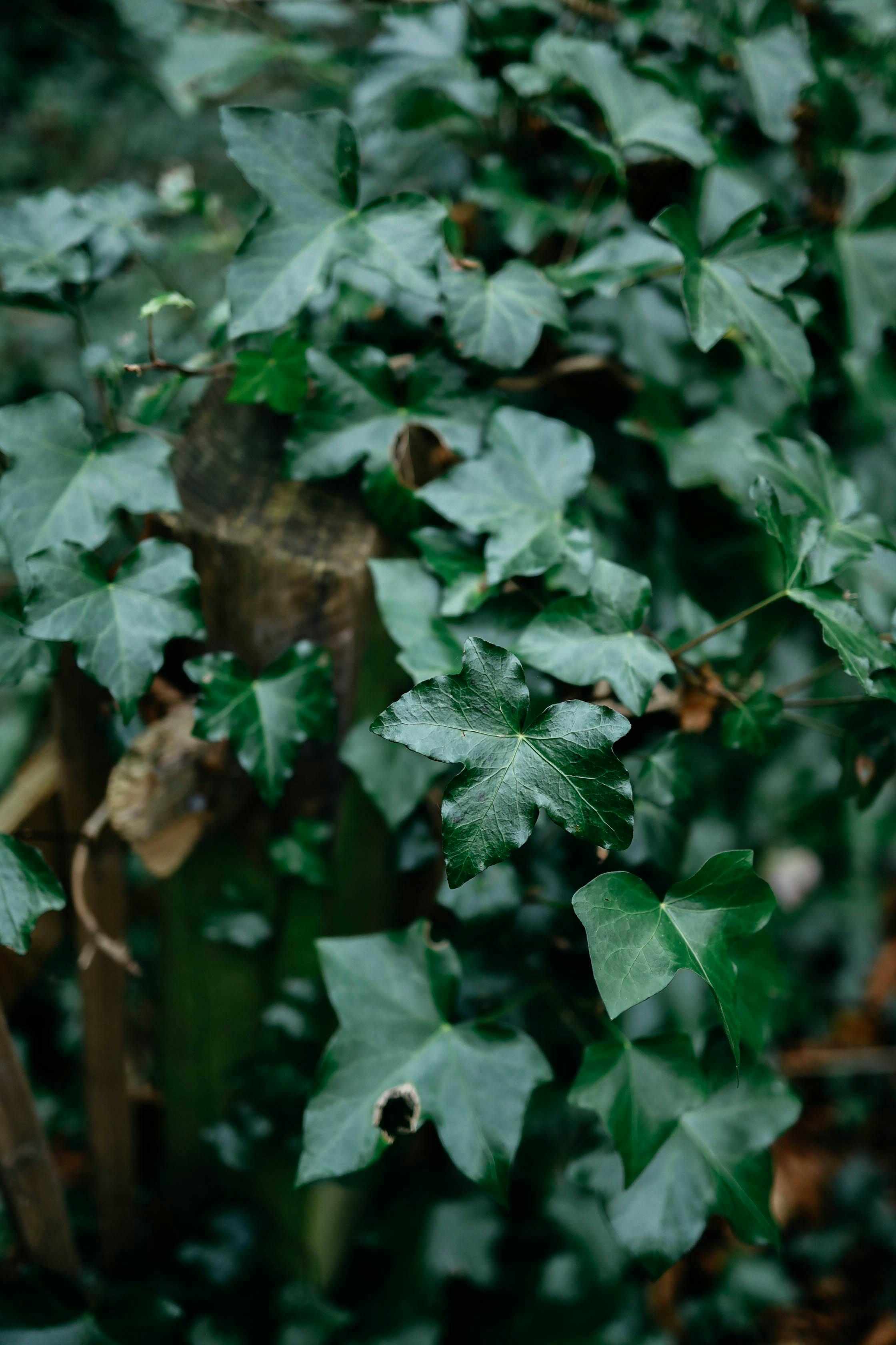 Detailed close-up of vibrant green ivy leaves in a natural outdoor setting.