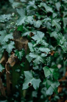 Detailed close-up of vibrant green ivy leaves in a natural outdoor setting.