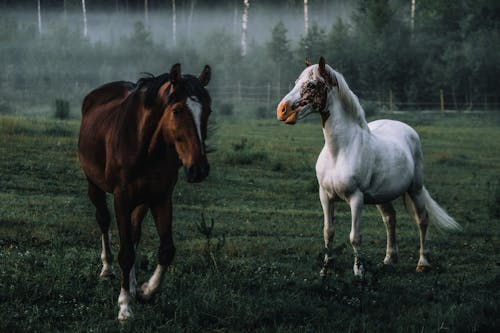 A White and Brown Horse on Grass Field