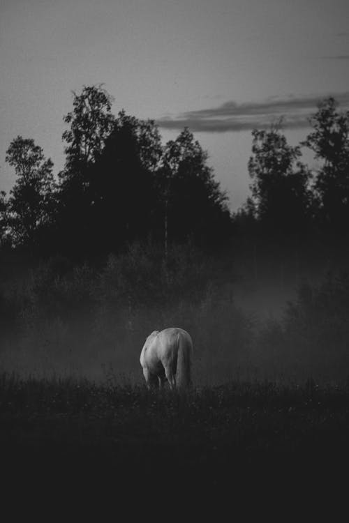 Fotos de stock gratuitas de blanco y negro, caballo, campo