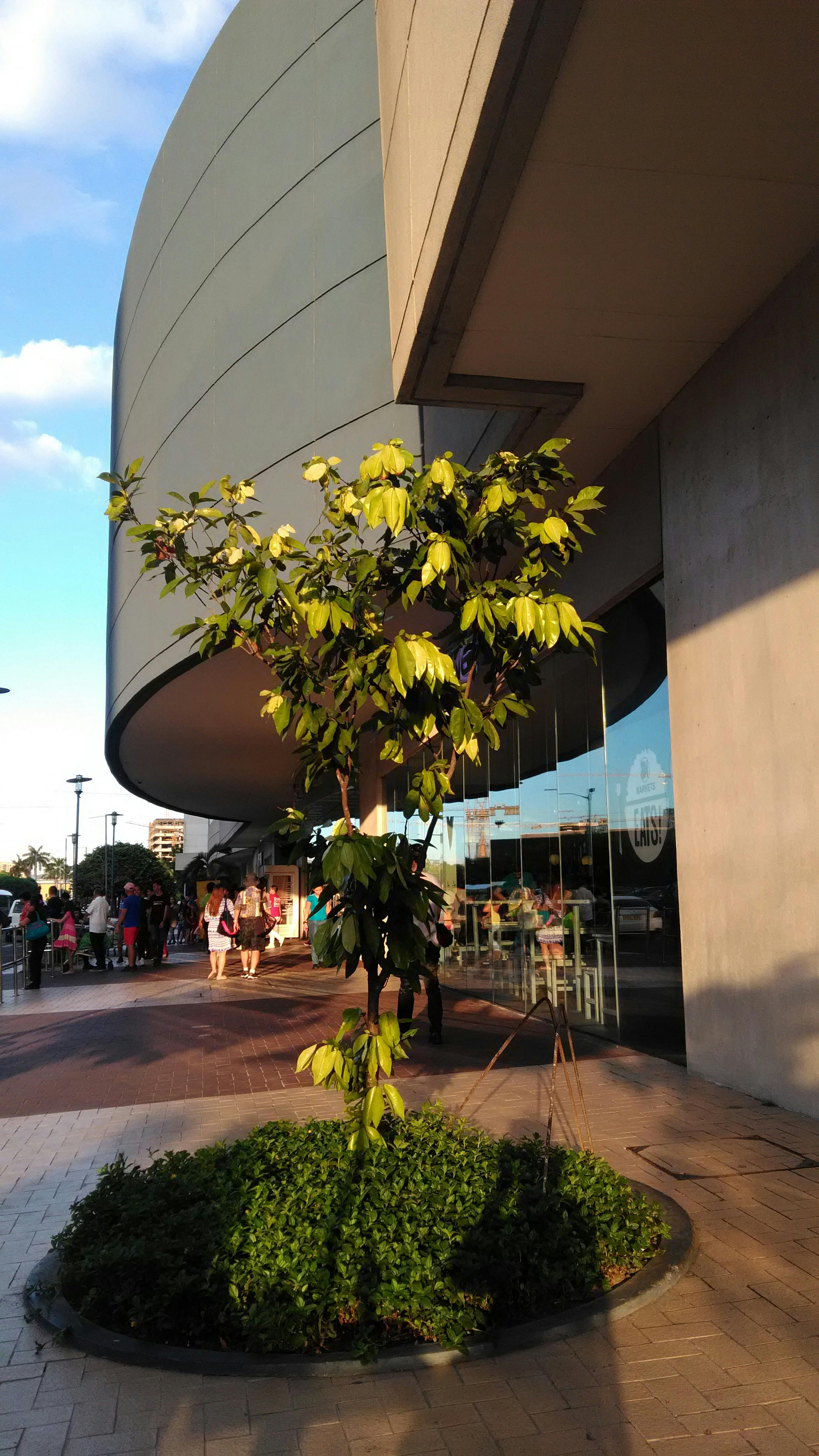 Free stock photo of architectural design, Shopping Mall, tree
