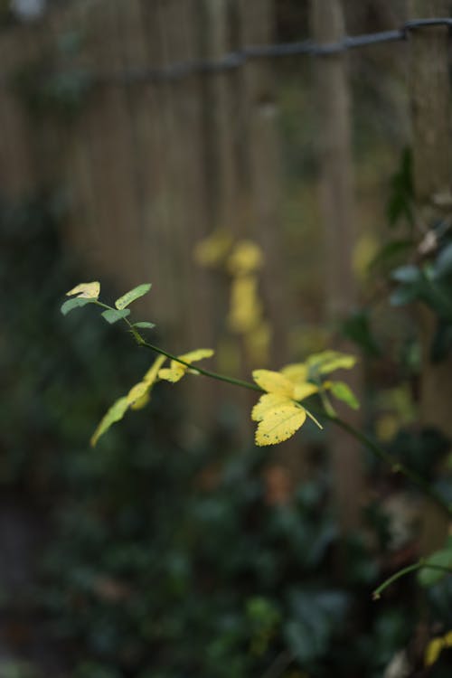 Close-up of Yellow Leaves