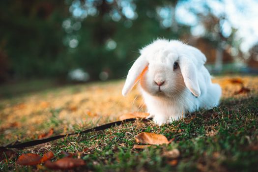 A cute white lop-eared rabbit sitting on autumn grass with leaves scattered around.