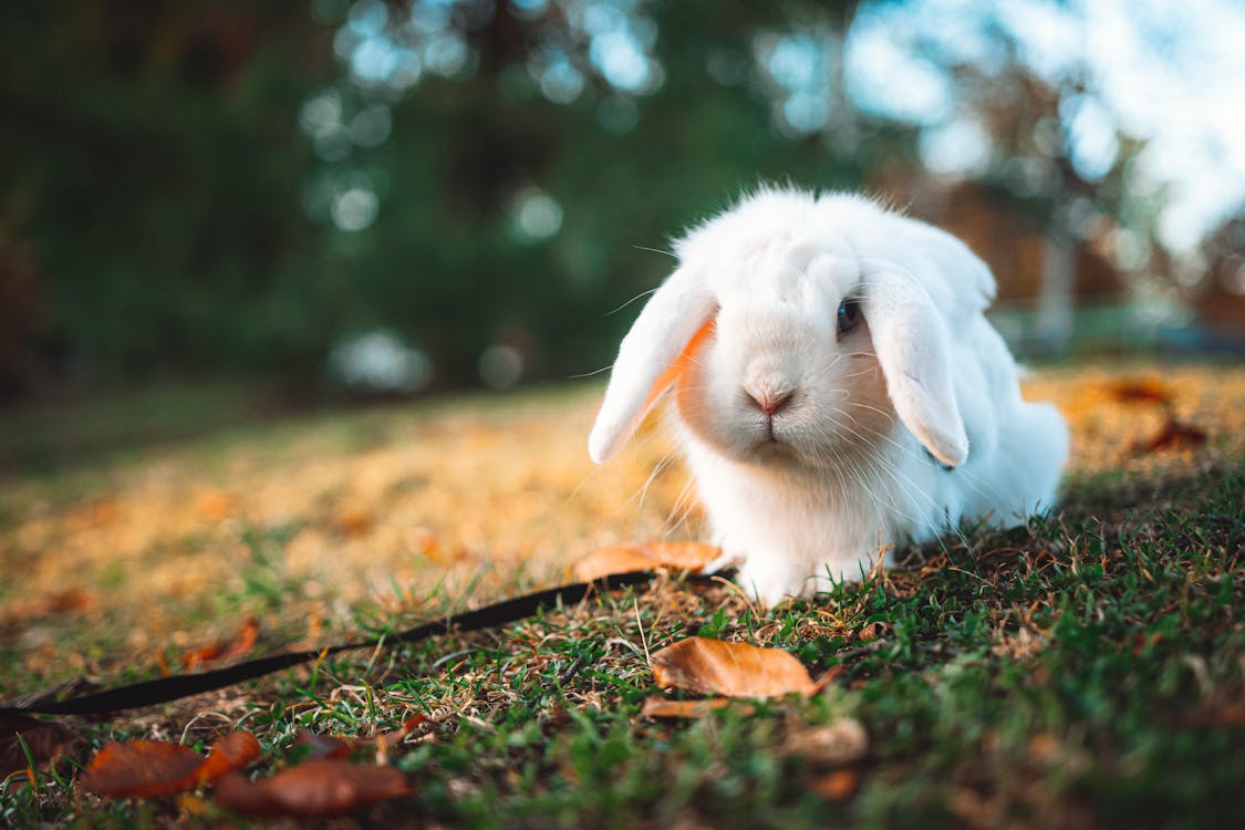 Close-up View of White Rabbit · Free Stock Photo