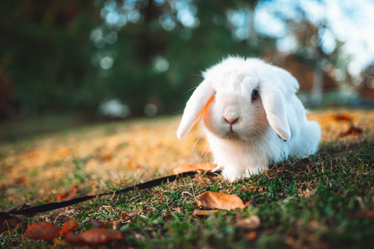 a cute white lop eared rabbit sitting on autumn grass with leaves scat