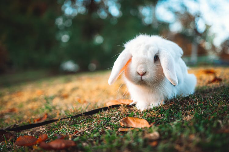 Close-up View Of White Rabbit