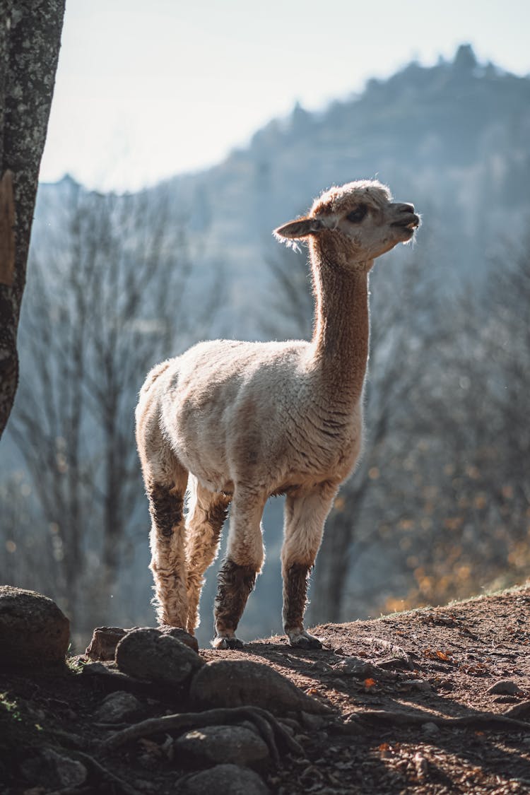 Young Alpaca Standing Outdoors