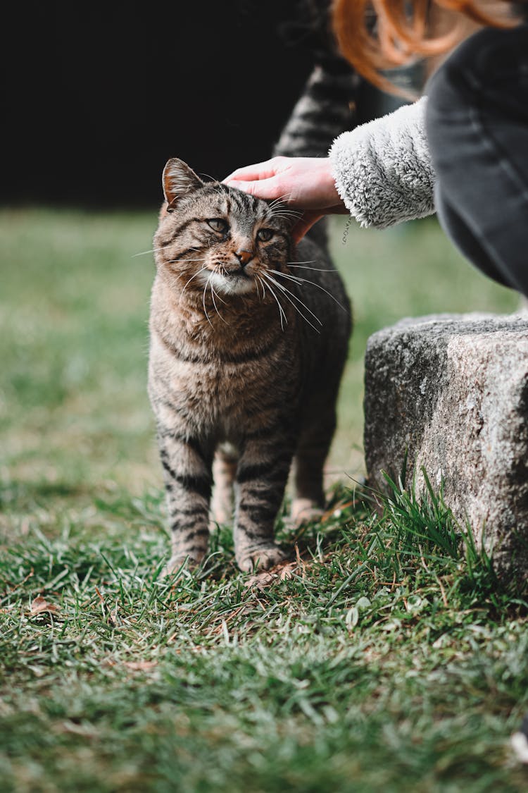 Close-up View Of Stroking Cat