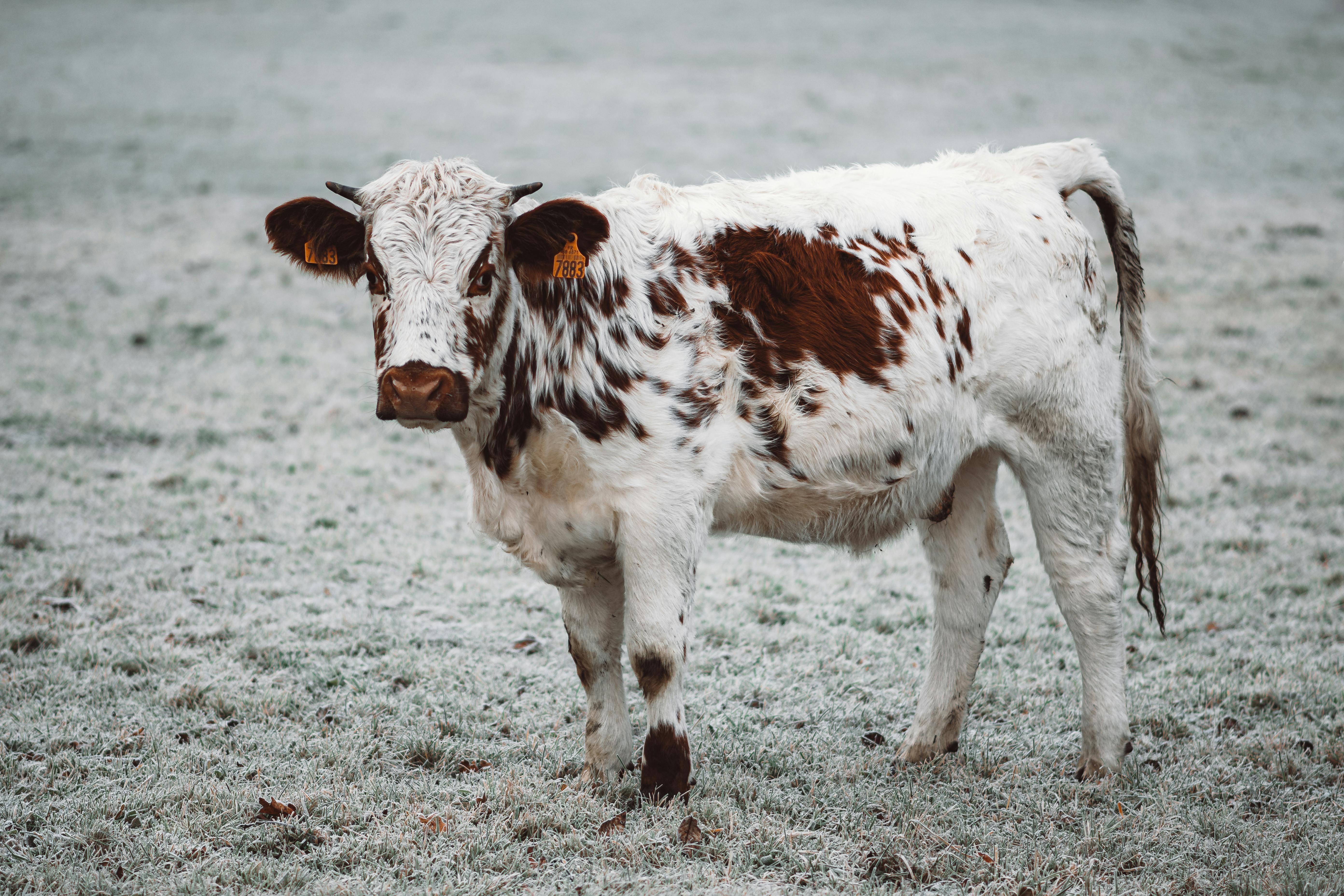 cow standing on frosted grass