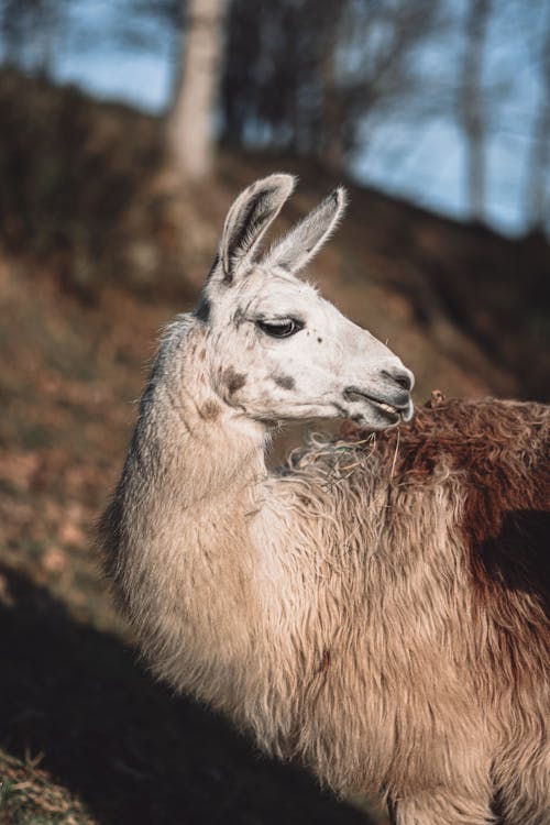 Free Close-Up Shot of a Llama Stock Photo