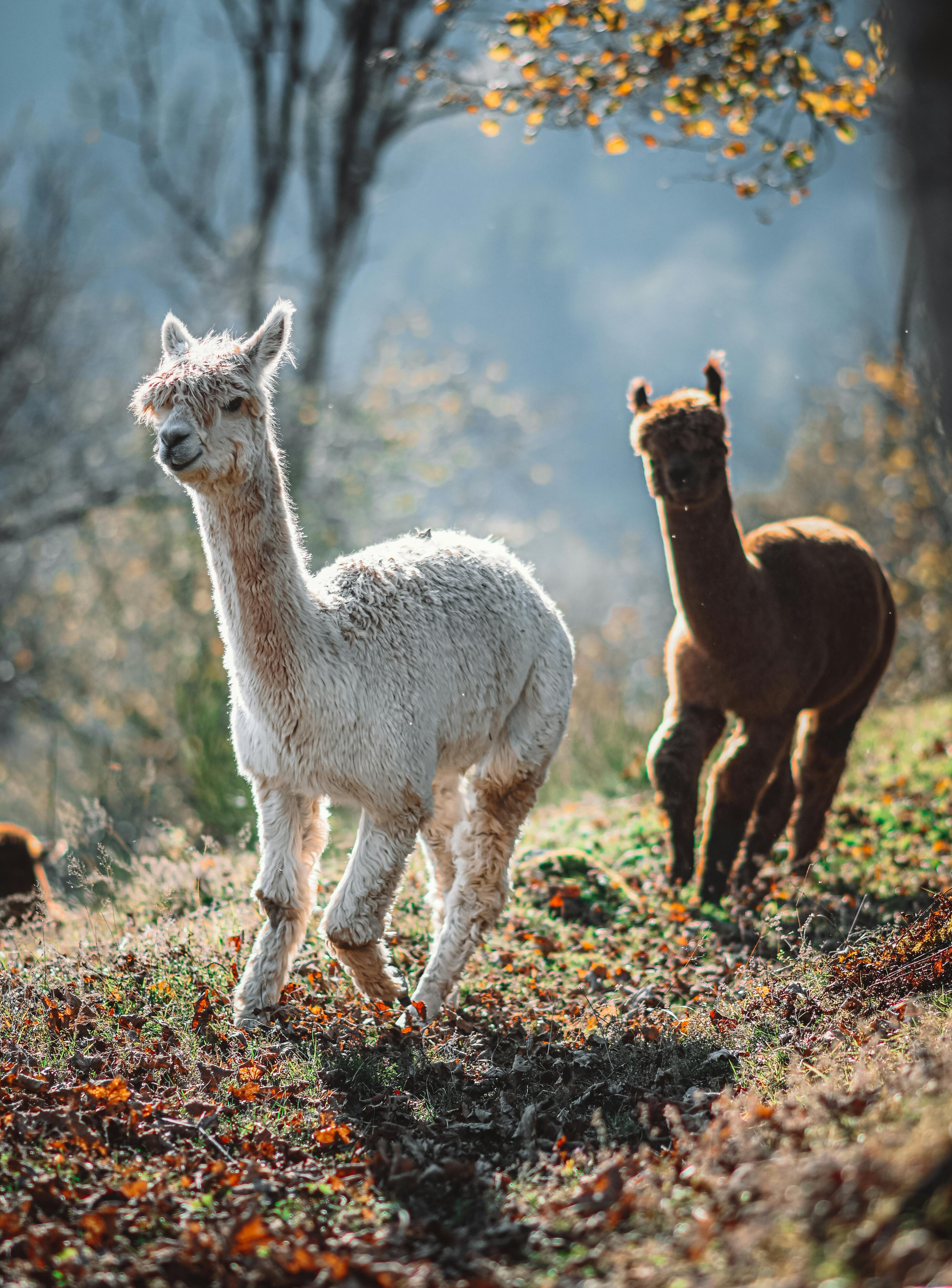 Wallpaper ID 276389  alpaca 4k wallpaper free download