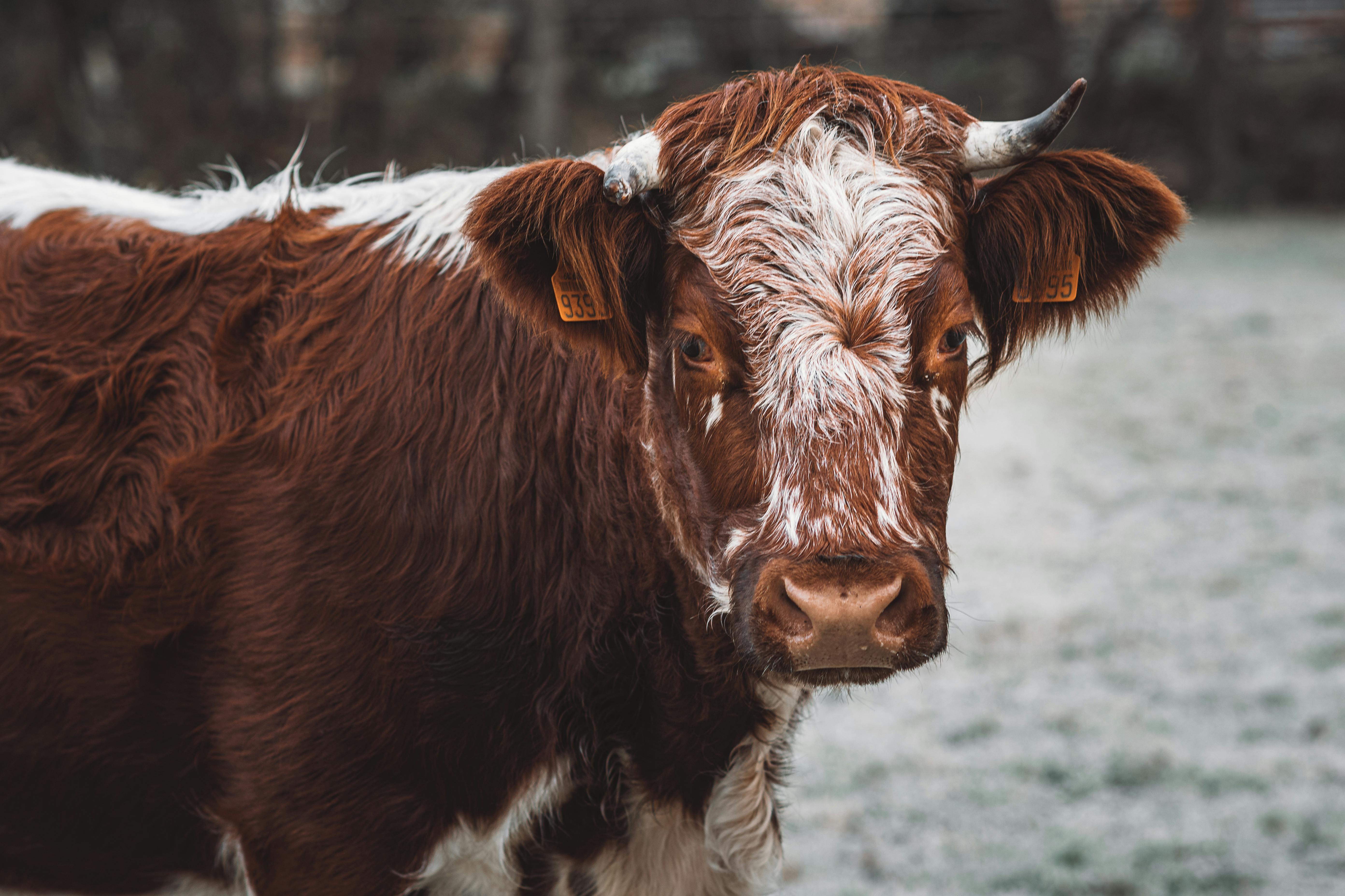 grátis Foto profissional grátis de agricultura, animal da fazenda, animal de estimação Foto profissional