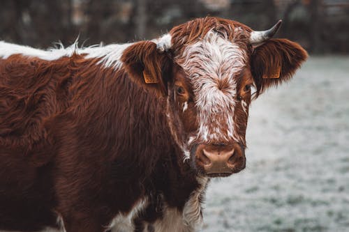 Close-Up Shot of a Highland Cattle