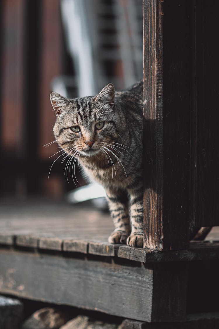 Portrait Of Standing Cat