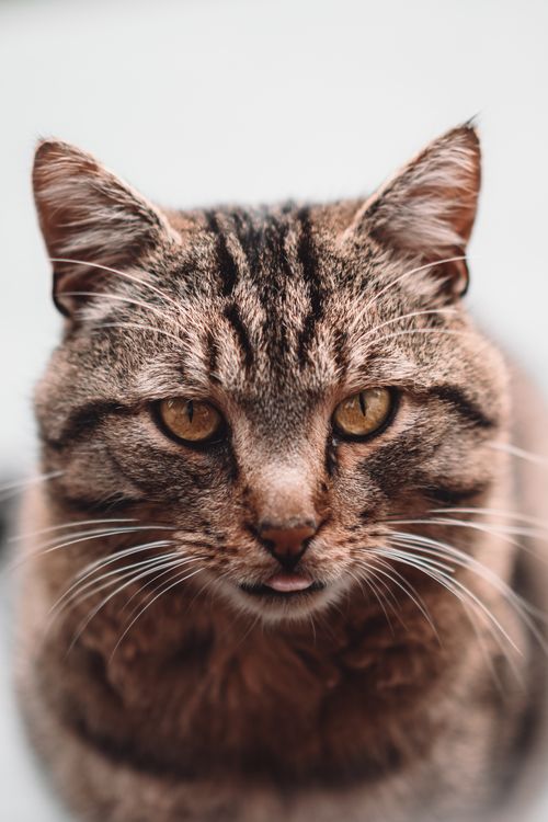 Free Detailed close-up portrait of a tabby cat showing expressive eyes and whiskers. Stock Photo