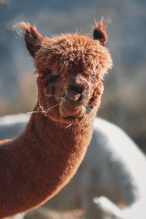 Free Alpaca in Close Up Photography Stock Photo
