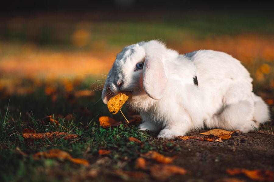 White Holland Lop rabbit eating a leaf outdoors