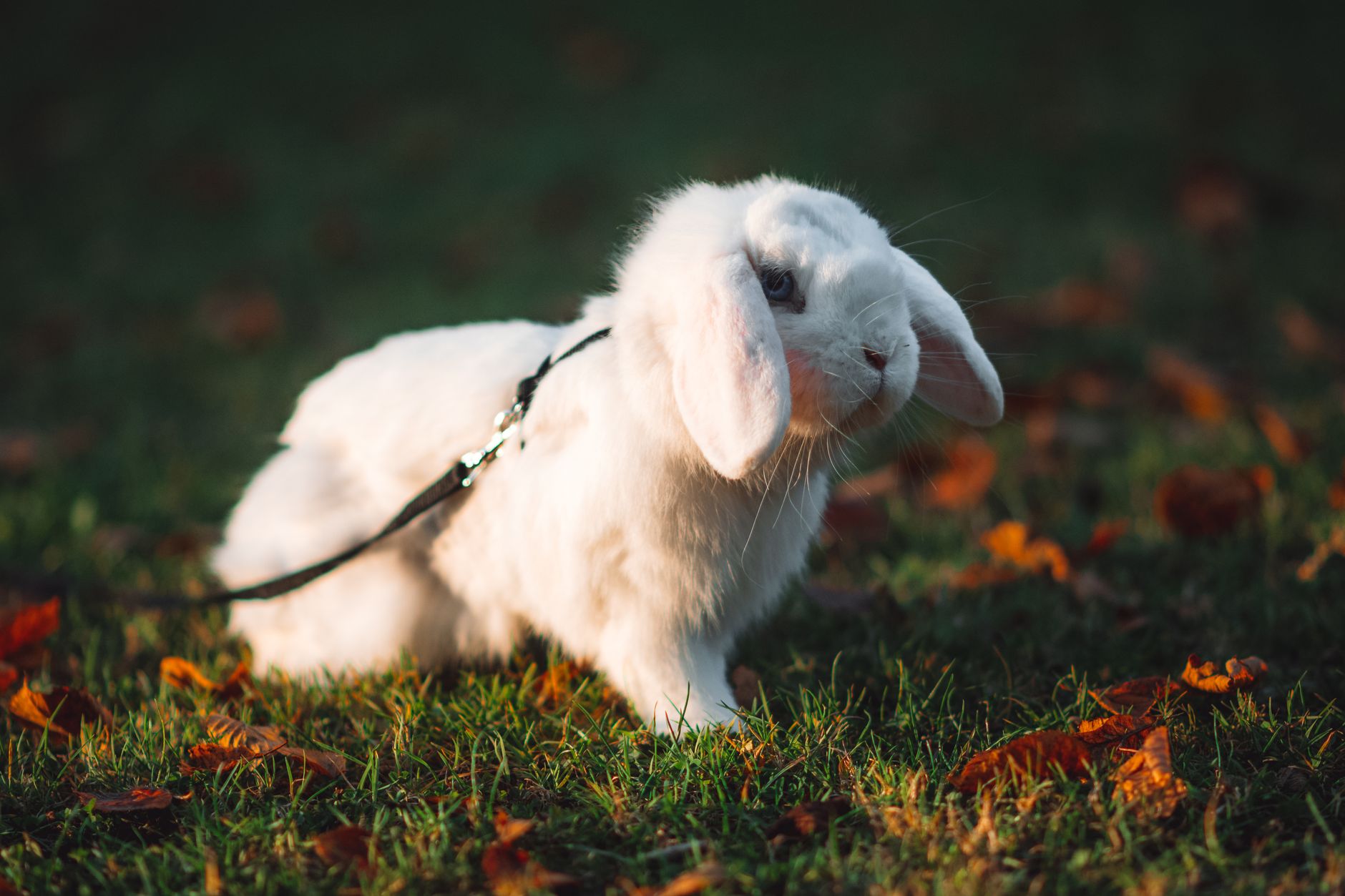 Rabbit Harness vs Leash for Outdoor Walks (2026) – Expert Insights for Safe, Comfortable Bunny Adventures