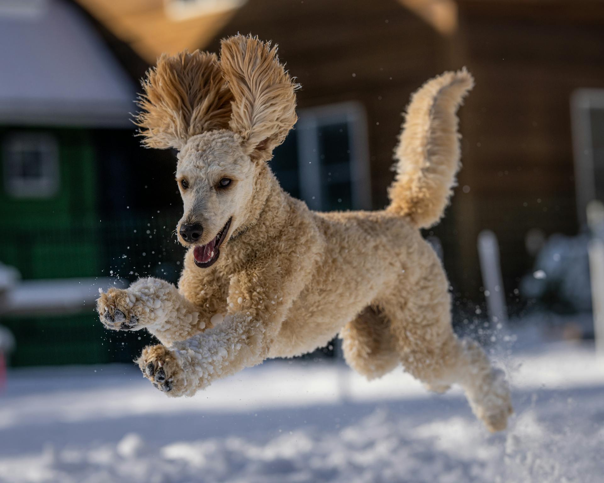 Un caniche brun saute sur le sol enneigé