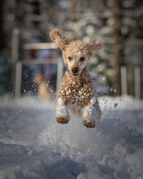 A Poodle Playing on a Snow-Covered Field