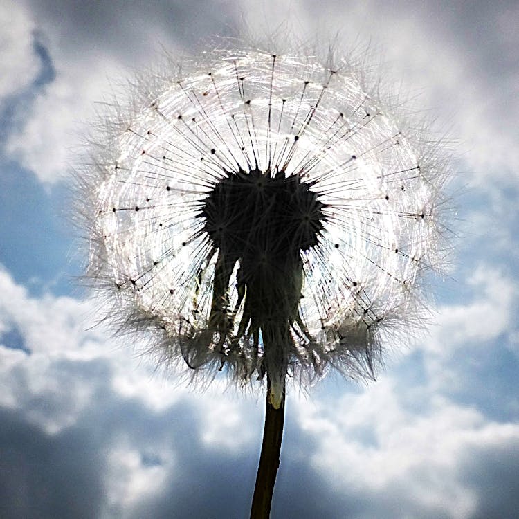 Free stock photo of clouds, cloudy, dandelion Stock Photo