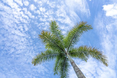 Palm Tree Under Blue Sky