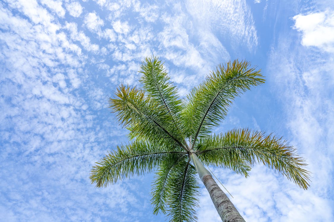 Gratis arkivbilde med blå himmel, lav-vinklet bilde, palme