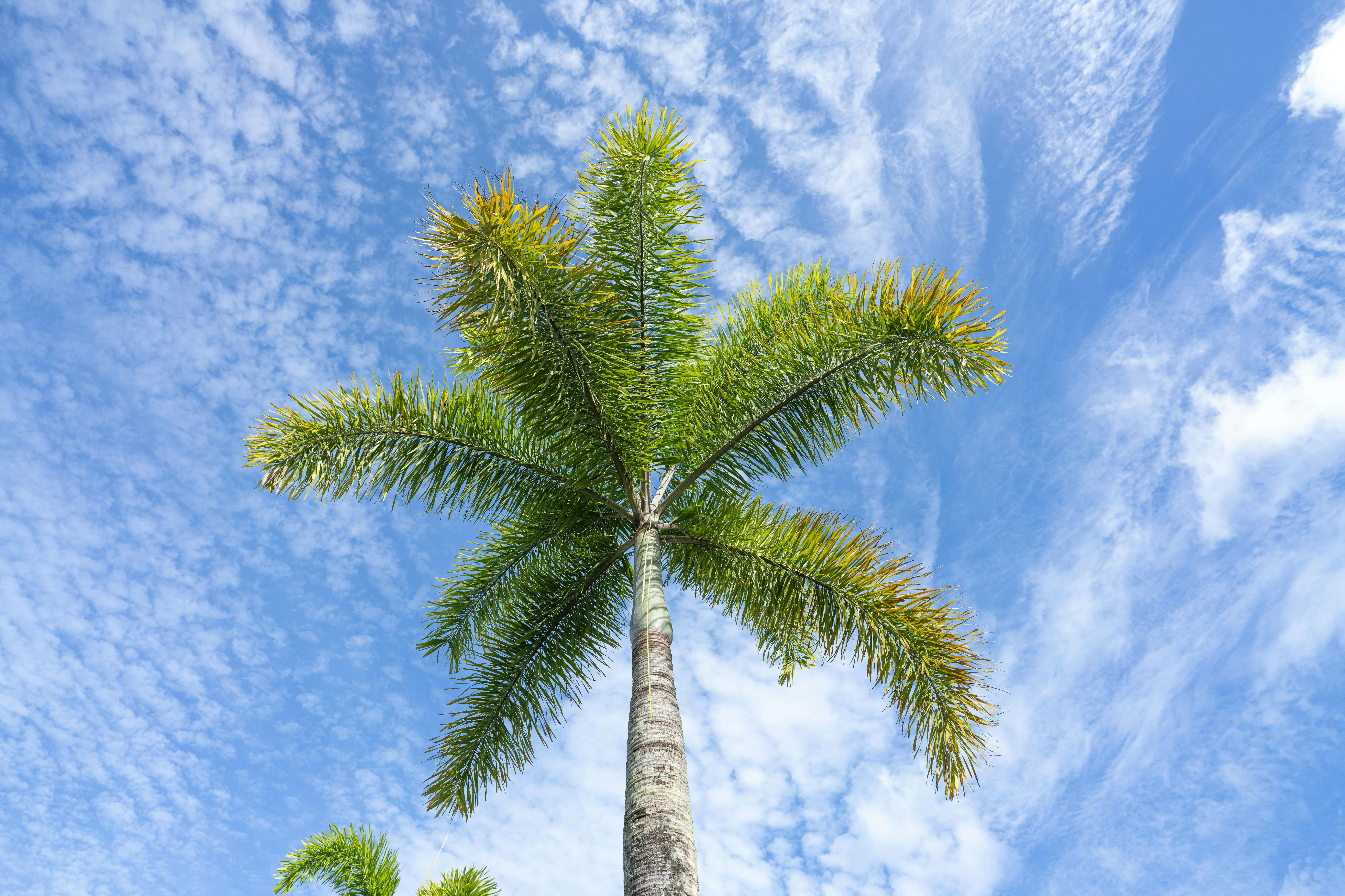 Low-angle view of a tropical palm tree against a vibrant blue sky in Cairns, Australia.