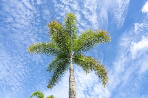 Low-Angle Shot of a Palm Tree