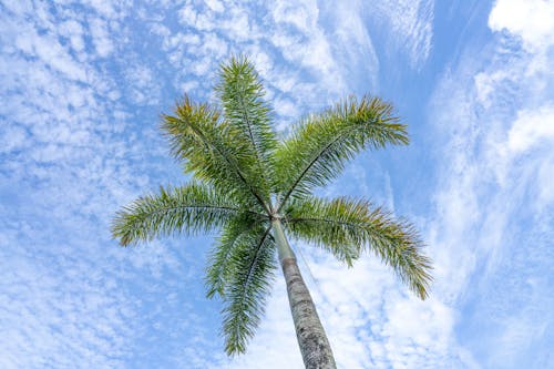 Low-Angle Shot of a Palm Tree