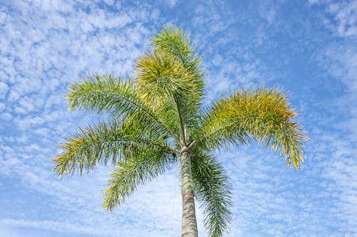 Low-Angle Shot of a Palm Tree